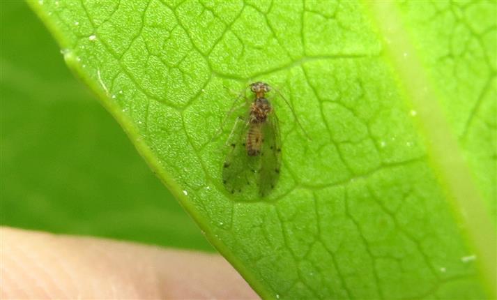 Another Psocoptera for ID